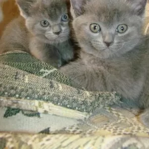 Котята от британского голубого кота и кошки русской голубой продам